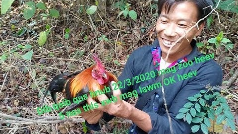 Yos hav zoov - dib qaib qus tuaj sai kwg 5 nas this xwb ok 3/2020