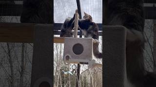 Bati Stella #hodowla #mainecoon #kitten #cat