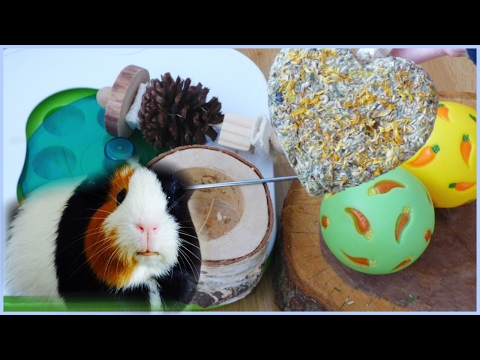 All of my Guinea Pigs&rsquo; Chews & Toys