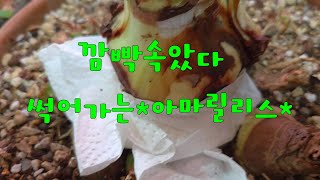 살아날까#썩고있는아마릴리스#