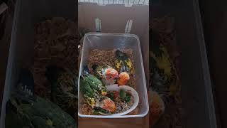 Boarders. Baby sunconures were handreared, socialised and placed with new homes.