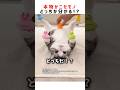 この猫、本物か偽物どっちだ!? #ショート #クイズ #かわいい #猫 #shorts