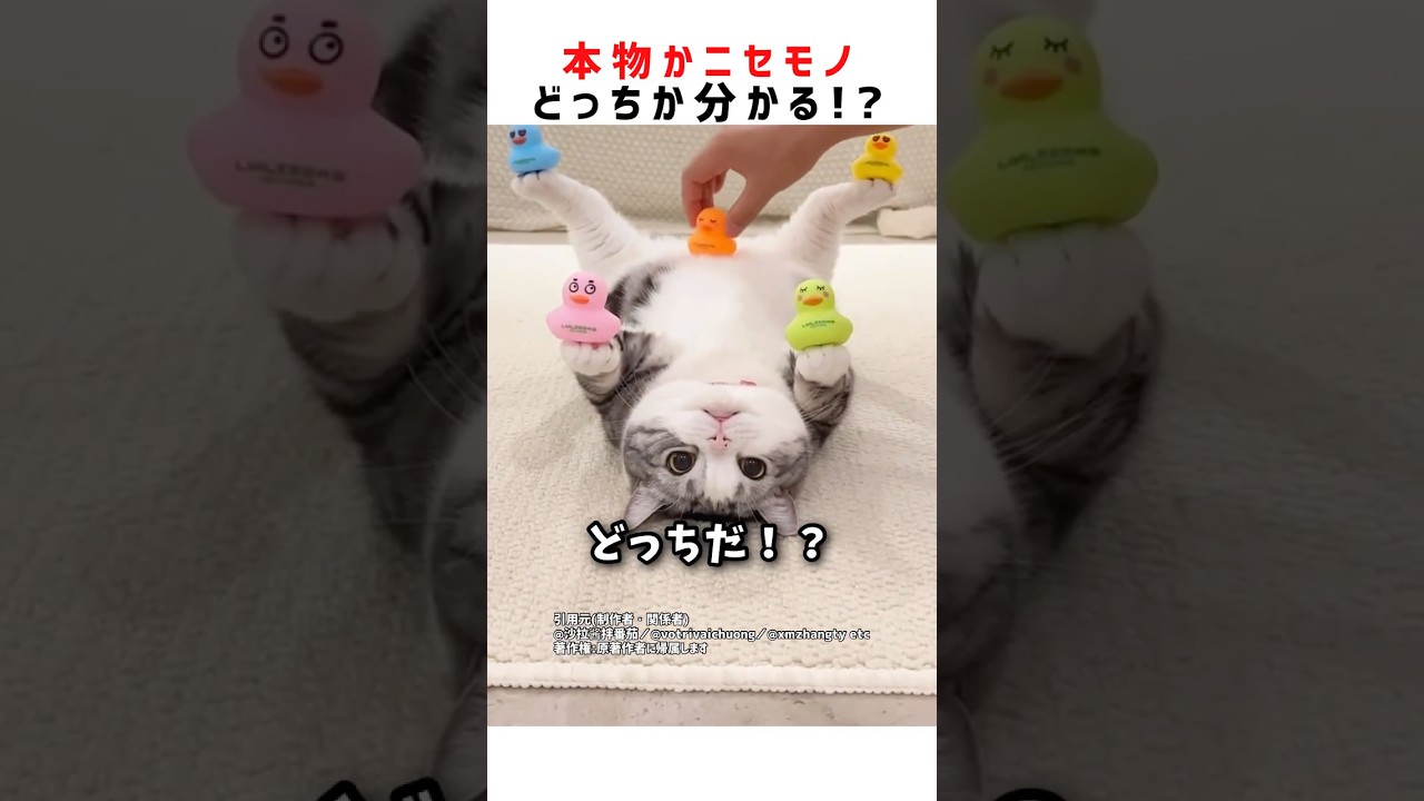 この猫、本物か偽物どっちだ!? #ショート #クイズ #かわいい #猫 #shorts
