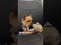 Чому цей песик такий сумний?