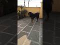 Bhotiya dog 🫣#dogvideos