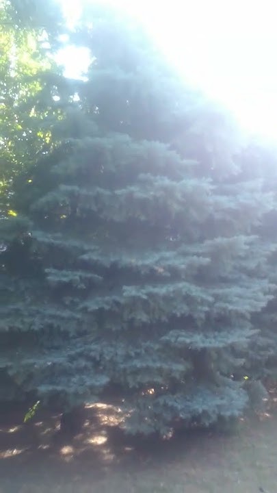 #красиваяприрода. #парк. #ели. #клумбы #цветы - YouTube
