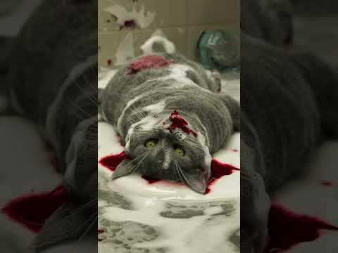 The gray  cat is injured #cat #cute #shorte