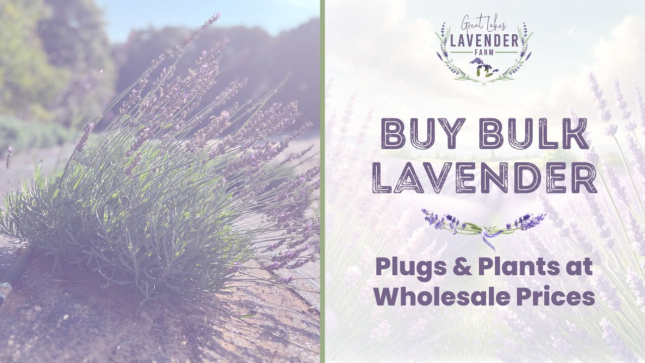 Bulk Lavender Plugs & Plants | Buy Wholesale with Great Lakes Lavender Farm
