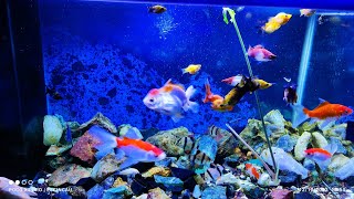 🔴Aquarium sederhana buat ikan hias screenshot 2