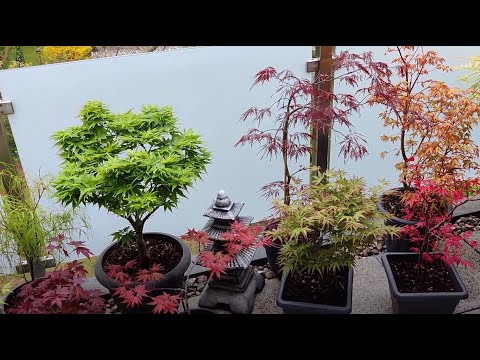 Japanese Maples - All Leaves Are There...almost - May 10, 2021