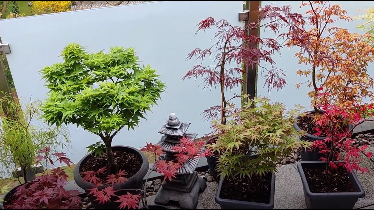 Japanese Maples - All leaves are there...almost - May 10, 2021