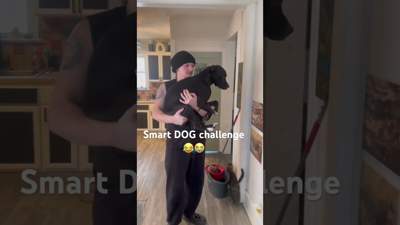 Smart DOG challenge 🤓