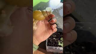 หอยทาก จาดาซซี่: Achatina Fulica Jadatzi 🐌🐌🐌 #สัตว์ #สัตว์เลี้ยง #snail #สัตว์โลกน่ารัก #หอยทาก