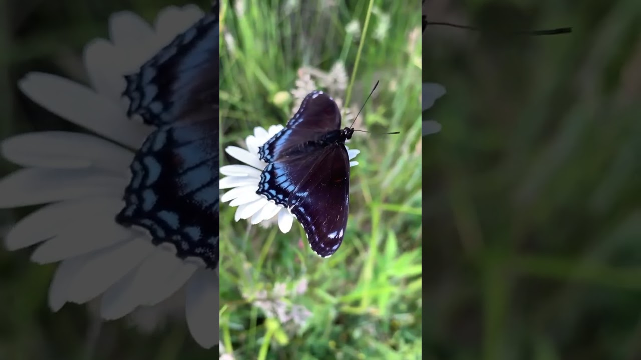 Beautiful butterfly on flower 