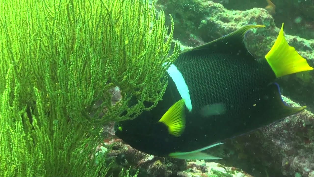 Galapagos HD Dive Part Four December 2011