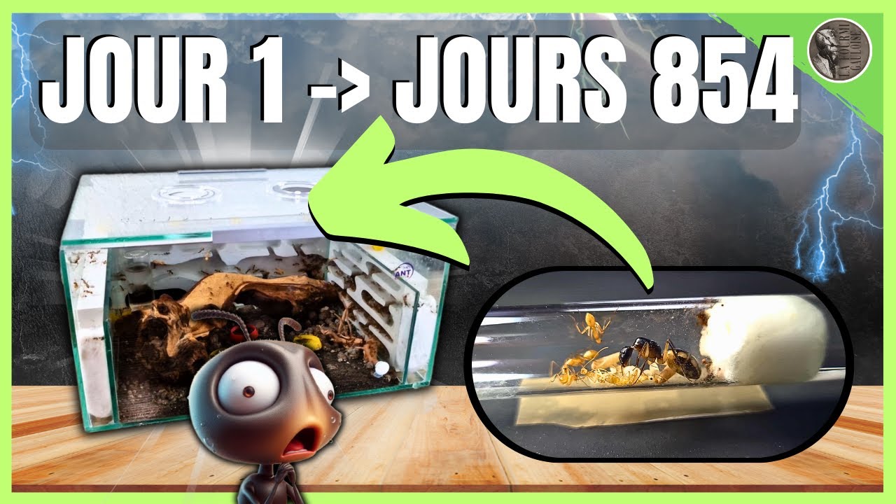 Ma colonie de fourmis ( Camponotus maculatus ) devrait être bien plus grande ...