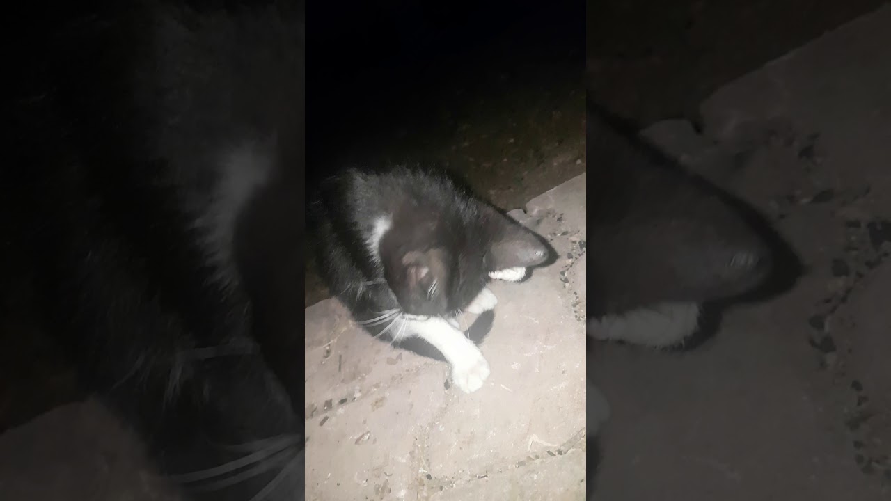 Minik kedi Sparkle patisini temizliyor ) YouTube