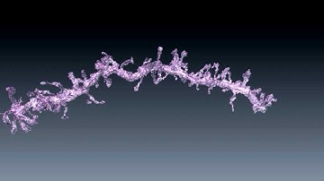 Dendritic spine model