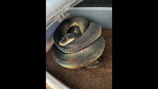US Captive bred Moluccan python clutch! Wealth
