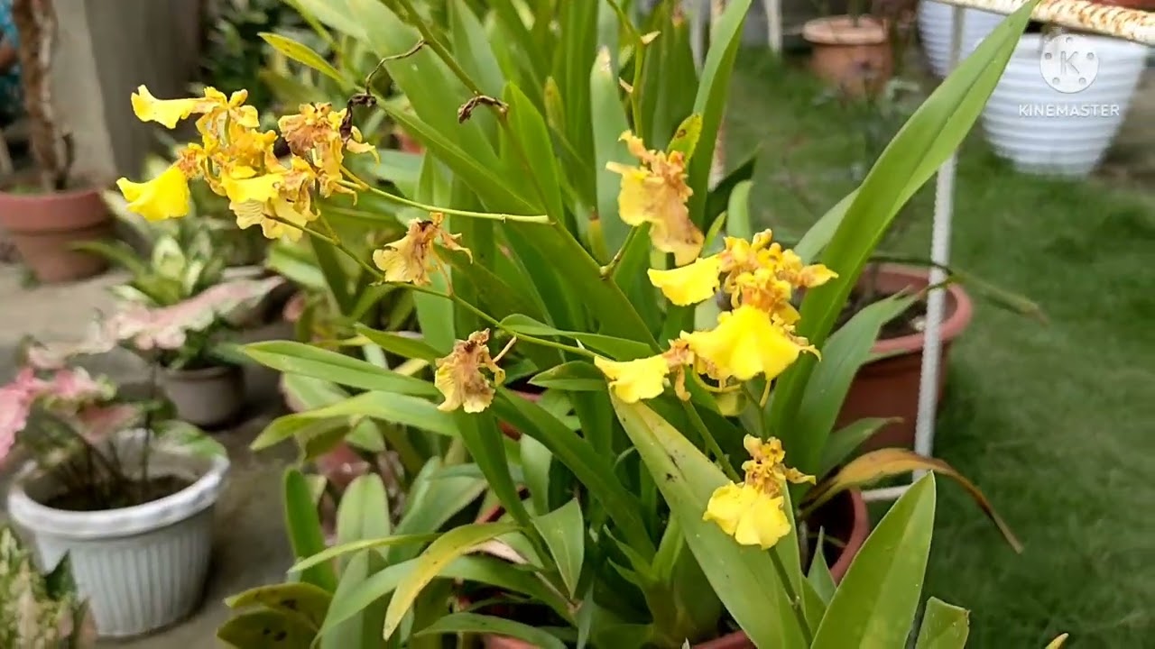 Greeneries 💚💚💚