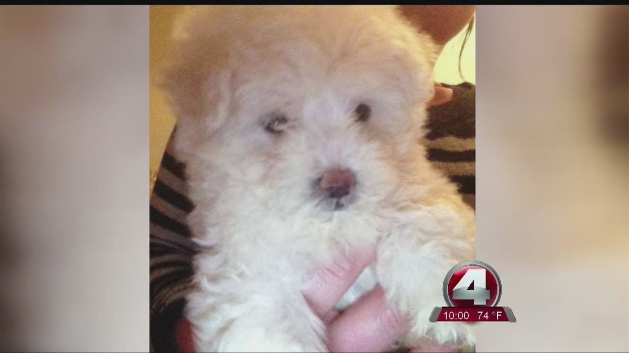 Craiglist dog dies of Parvo