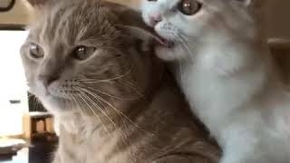 Random cat gif