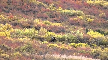 World record moose??