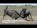 Club de la pelea animal enemigos cercanos  nat geo wild