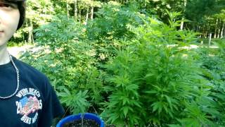 Quick look at the plants