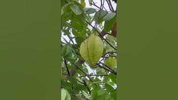 Tắm lá khế chữa viêm da cơ địa#viemdacodia