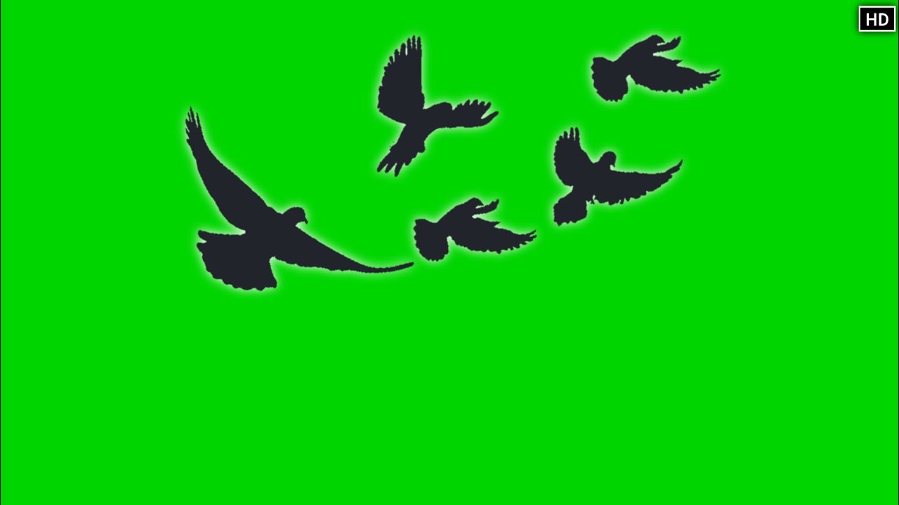 Birds Flying Effect Green Screen Chroma Key HD video | Crazy Editor ...