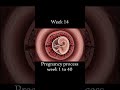 Development of baby 🚶 inside womb #baby #inside #womb #pregnancy