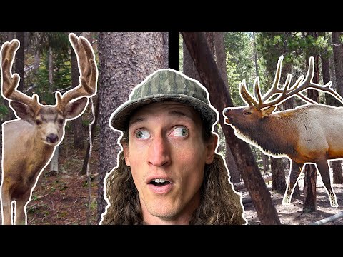 Hunting Elk and