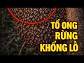 Bắt Tổ Ong Rừng Khổng Lồ Trong Vách Đá | Nguy Hiểm Tột Độ