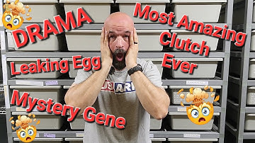 CRAZY Clutch. Leaking Egg, Mystery Gene, Amazing Results! Watch This Clutch Cutting to the End.