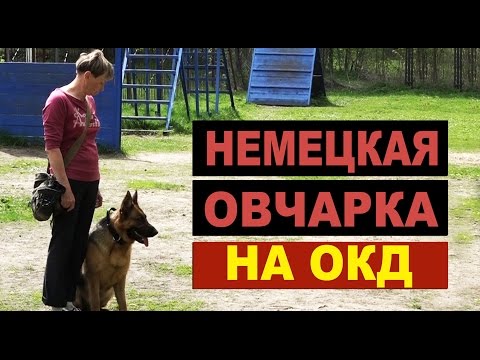 Немецкая овчарка Веста на ОКД. Испытания по ОКД.