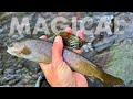 Catching golden trout grayling  more in the same creek tenkara fly fishing