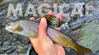 Catching Golden Trout, Grayling & More in the Same Creek!! (Tenkara Fly Fishing)