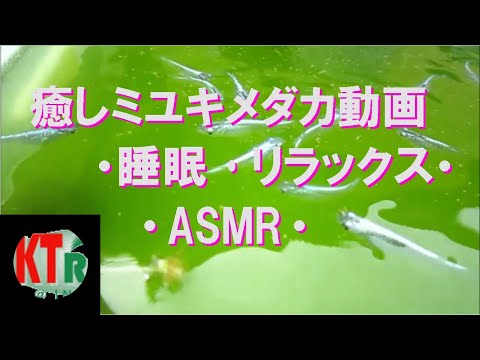 [KT] 癒しミユキメダカ動画・睡眠･リラックス・ASMR・・8月11日