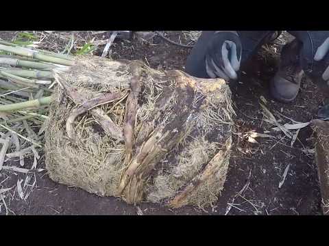 Video: Mano vazonuose auginamą bambuką reikia padalinti – kaip padalinti didelį vazoninį bambuką