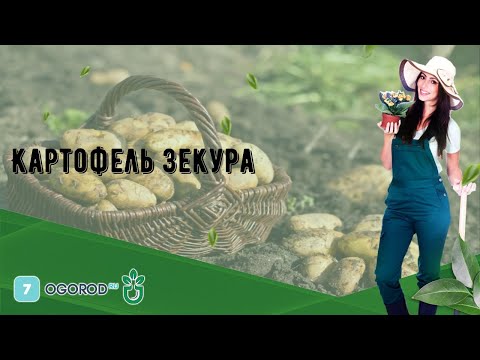 Картофель Зекура