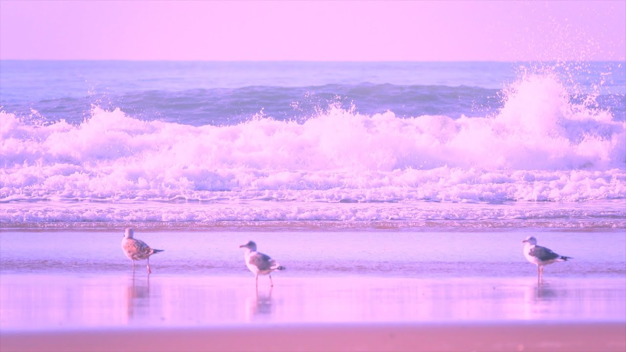 Dance Disco des mouettes pour se séduire et se distraire - "Intensity Love" (Keodancia )