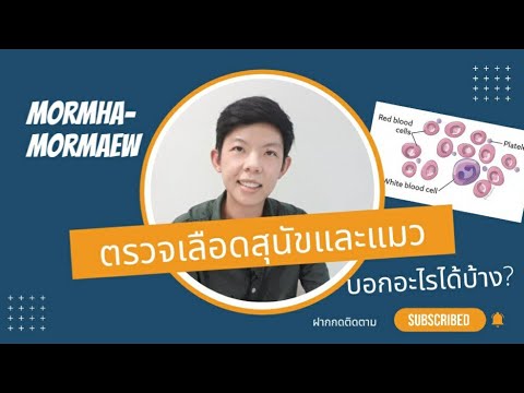 วีดีโอ: แว่นตาสำหรับสุนัขราคาไม่แพง