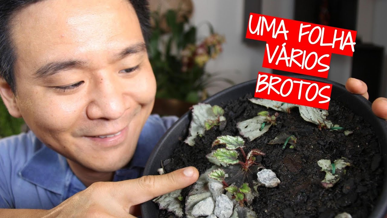 UMA FOLHA vários Brotos de Begônia