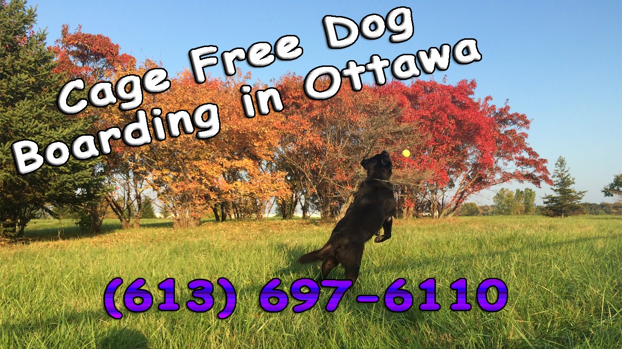 Cage Free Dog Boarding Ottawa Porter Boarding Review YouTube