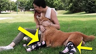Naki'o becomes world's first bionic dog after amazing surgery