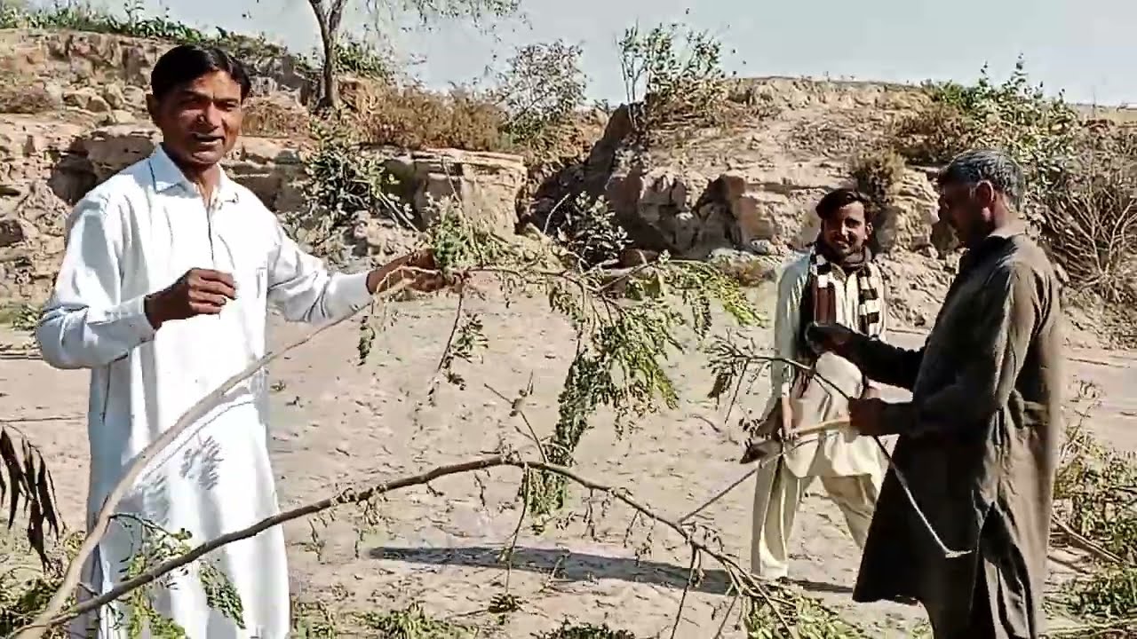 Phal phool patty sab karishmati (Miracle tree on earth moringa) sohanjna