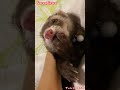 Ferret licking hands  So freakin&#39; cute gestures ferret videos #shorts