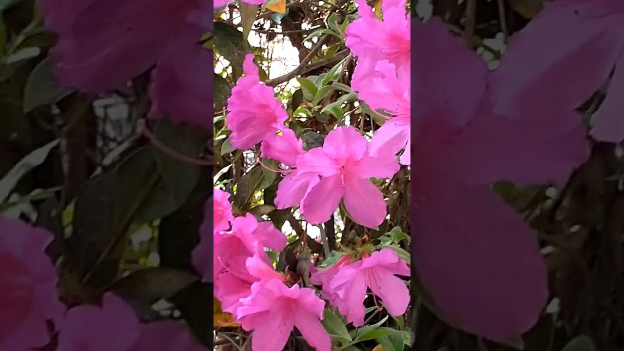 Azaleas in full Bloom 