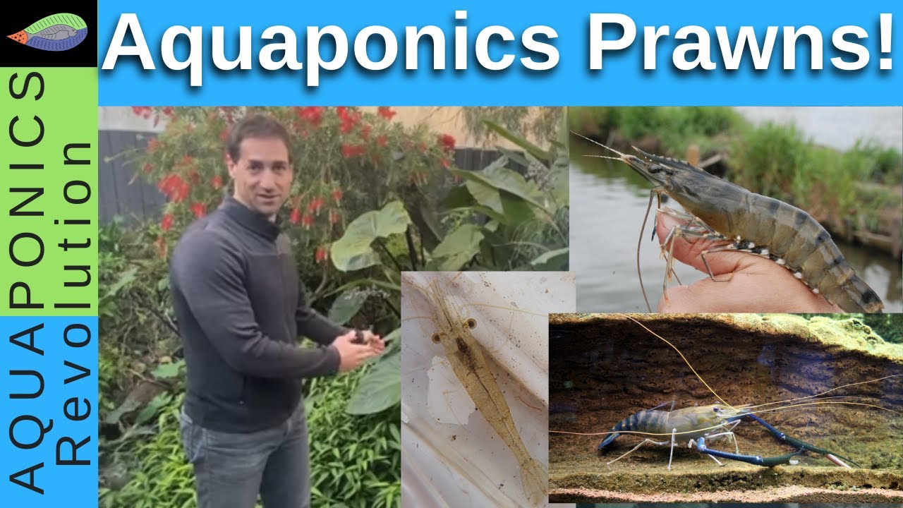 Growing prawns in aquaponics YouTube